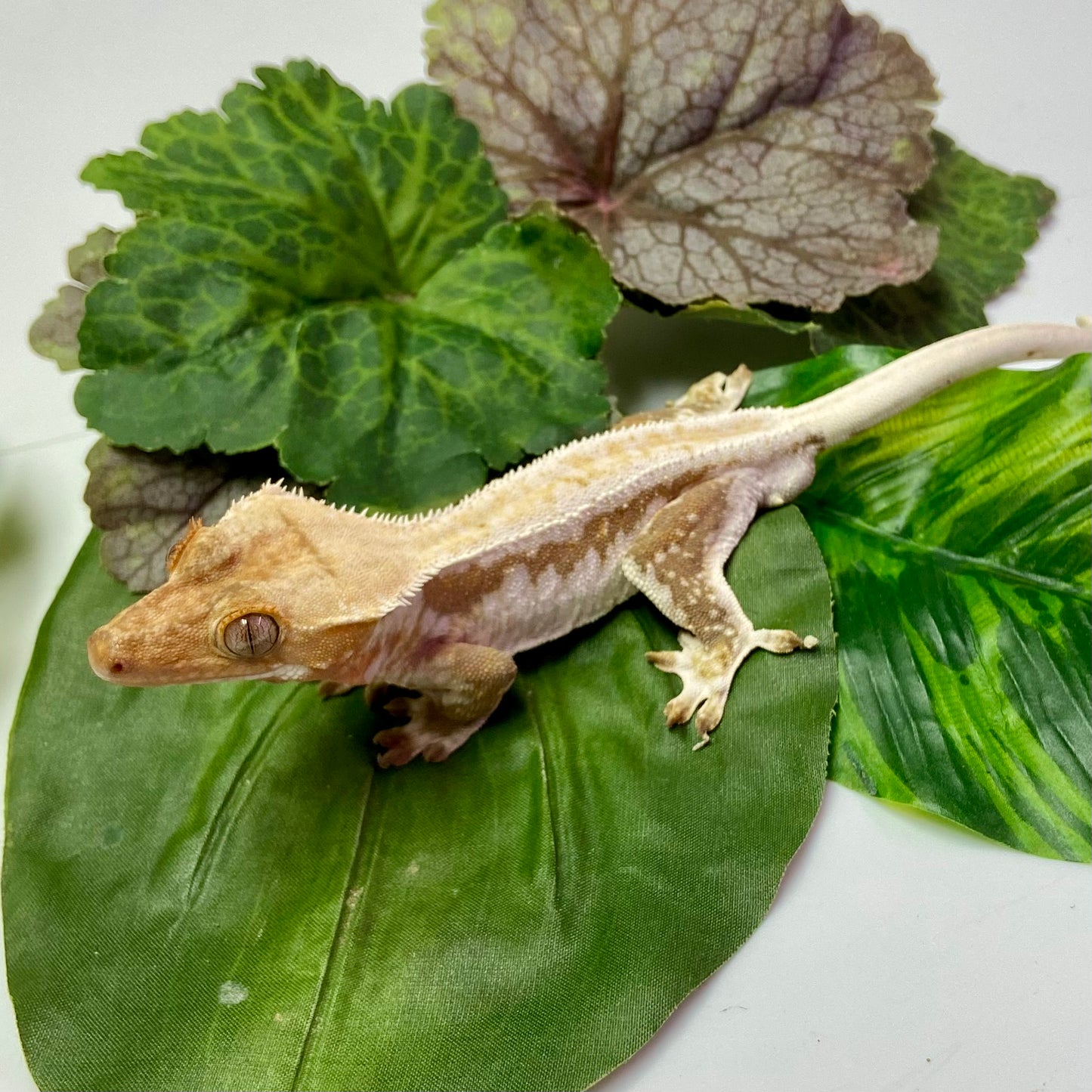 Lilly White Crested Gecko 2023 Male 70623-3