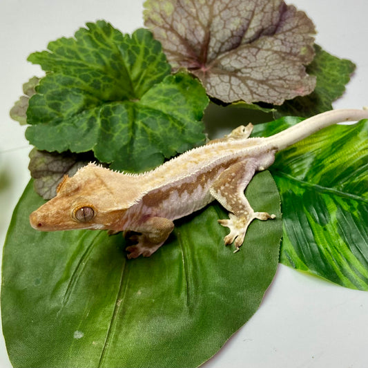 Lilly White Crested Gecko 2023 Male 70623-3