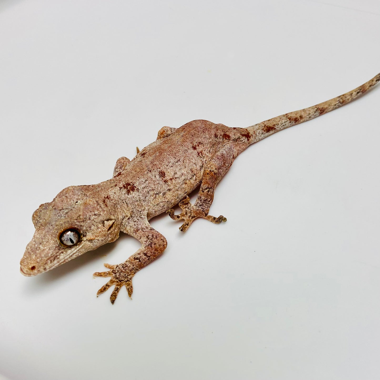 Gargoyle Gecko- Adopt GG02