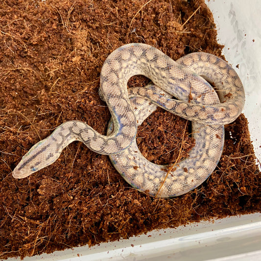 Colombian Rainbow Boa 2025 Female F07