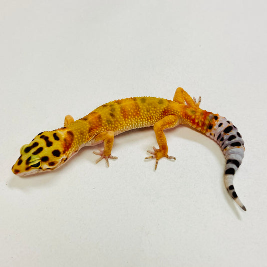 Citrine Leopard Gecko Pos Male 2025-124