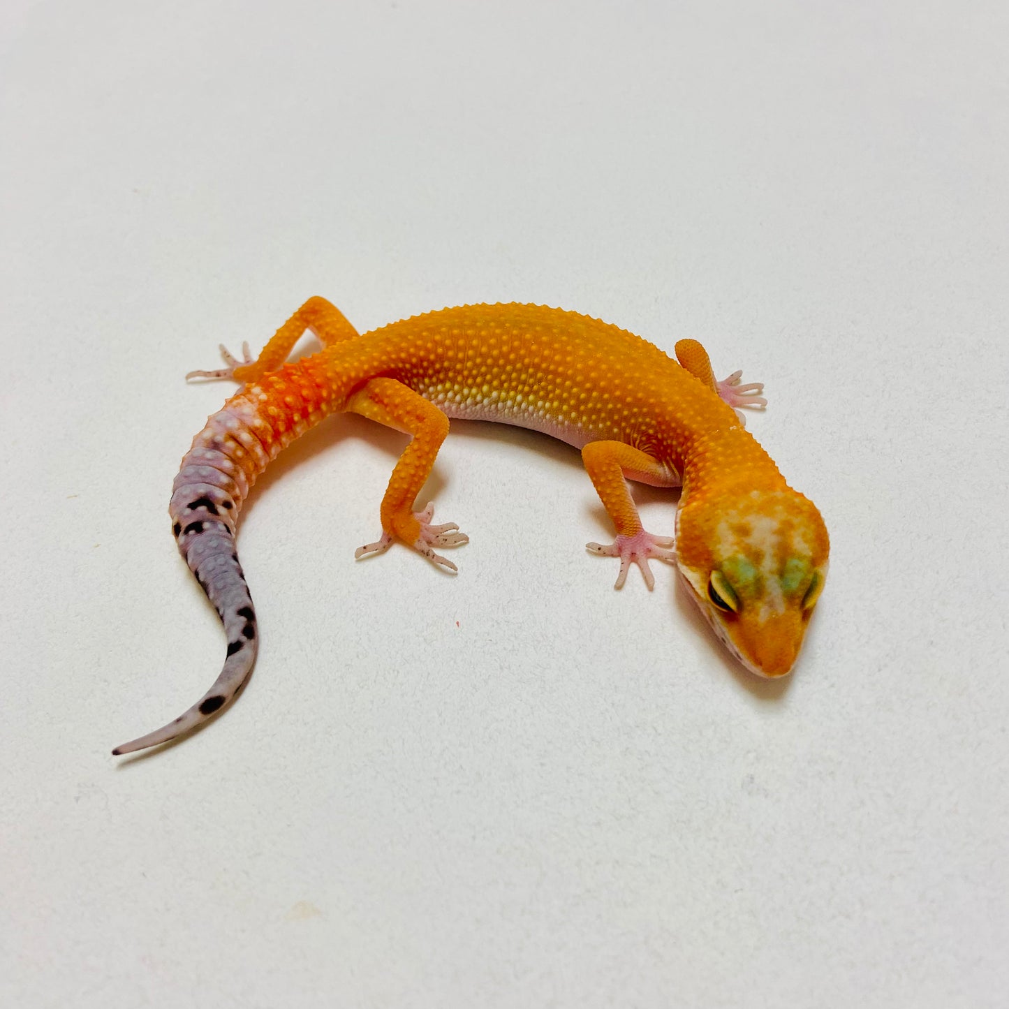 Super Hypo Blood Tangerine Carrot Tail Leopard Gecko 2025-004