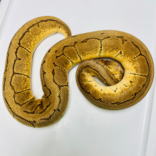 Adult Lemonblast Orange Dream Ball Python Female 04