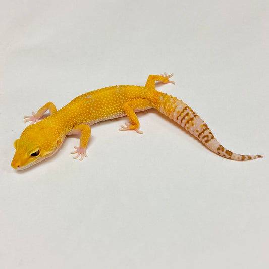 Raptor Leopard Gecko Female B-I9-81120-1