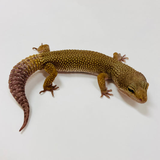Adult Group 2.4 Dark Murphy Patternless Mack Snow Leopard Gecko LBG-04