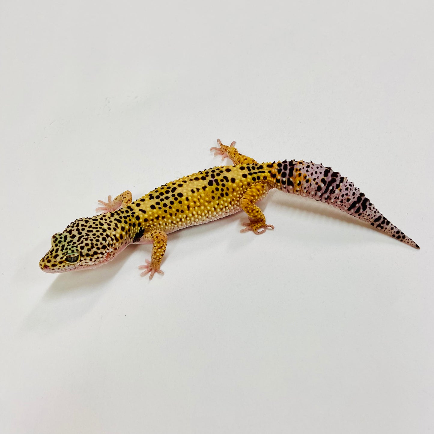 Normal Leopard Gecko Female H-C1-82423-1