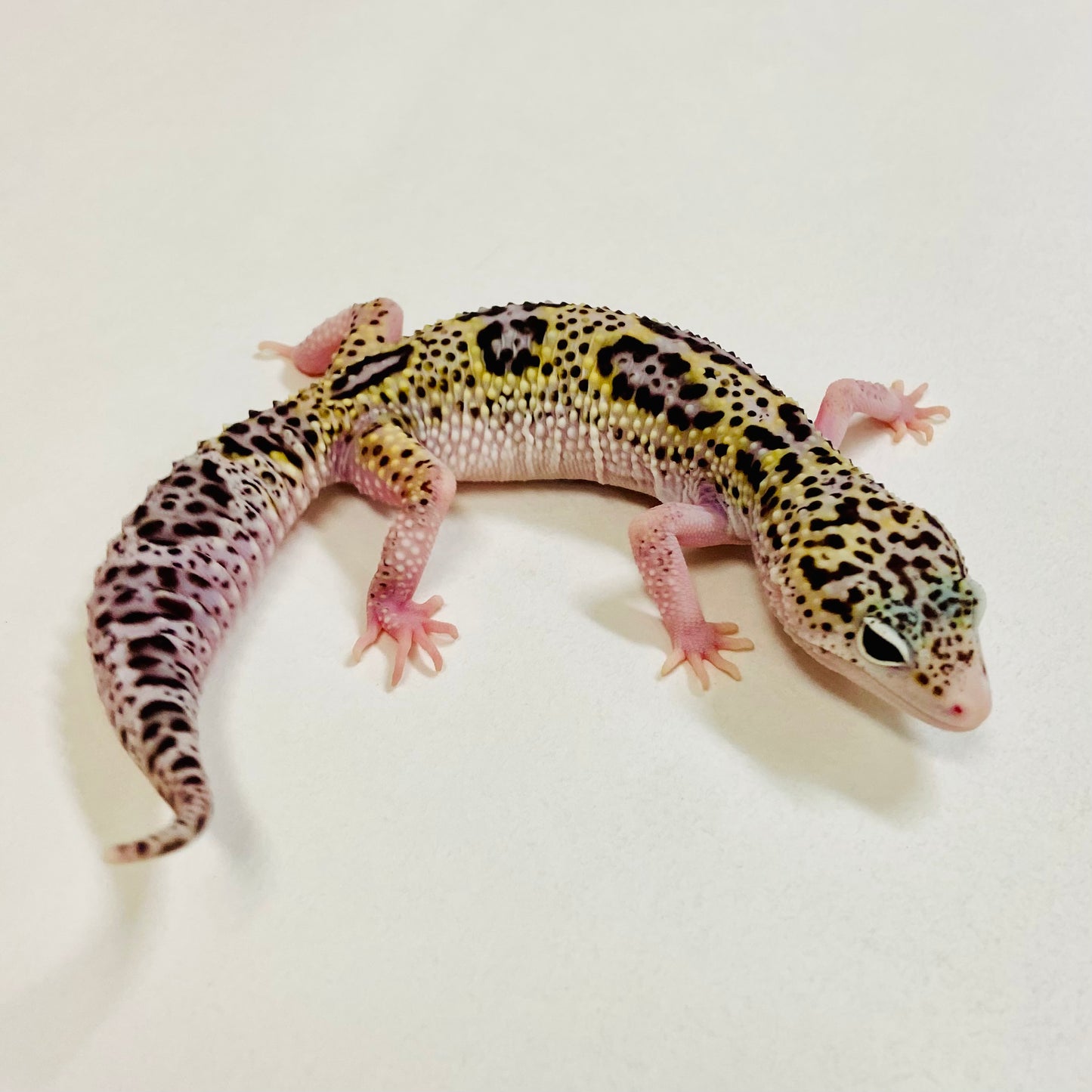 Mack Snow Leopard Gecko Pos Female 2025-177