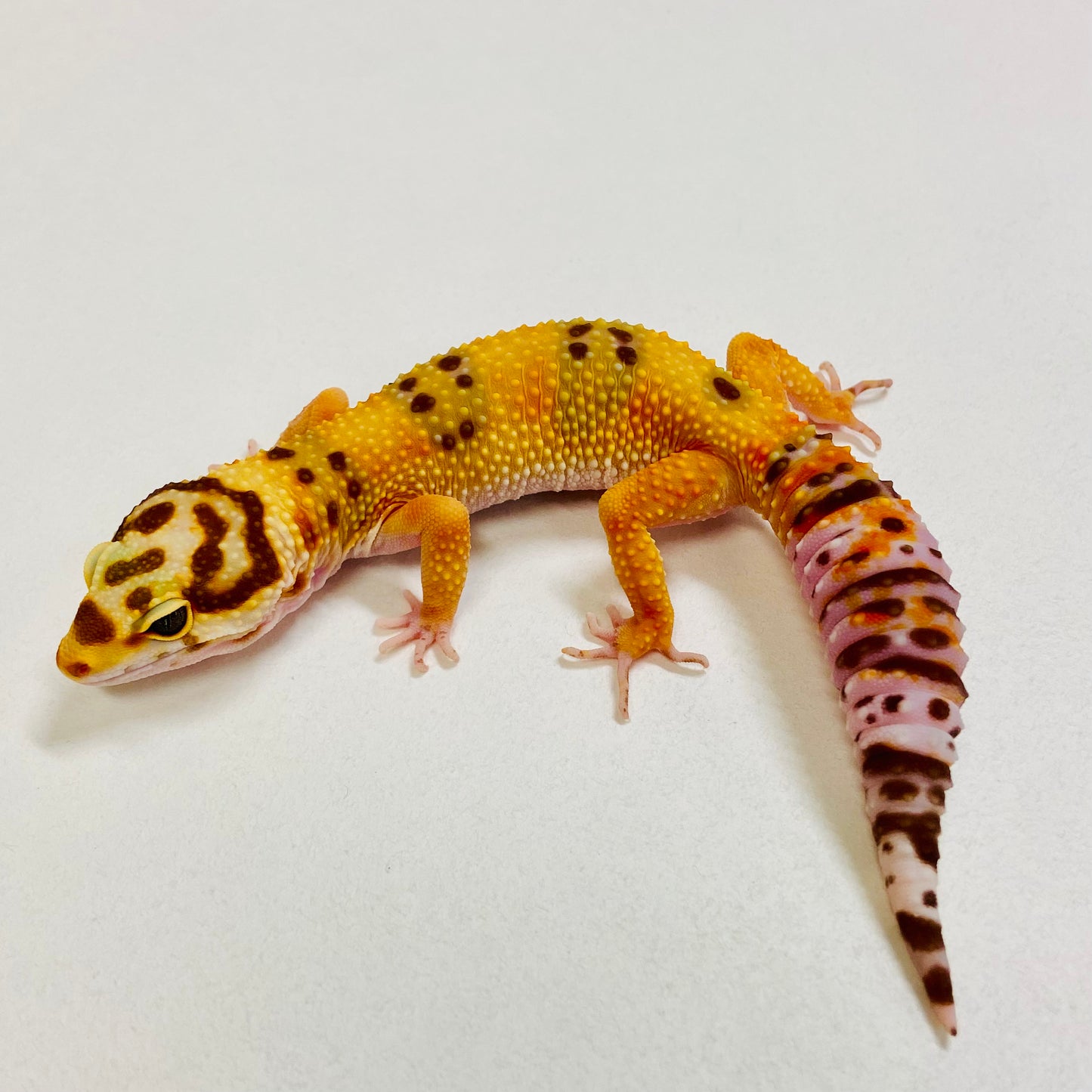 Tangerine Raptor Leopard Gecko  Female 2025-031