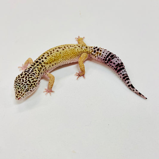 Hypo Mack Snow Eclipse Leopard Gecko Male I-G6-91423-1