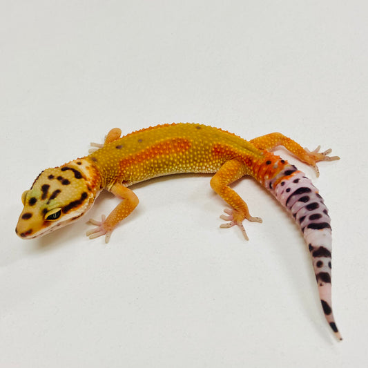 Citrine Leopard Gecko 2025-166