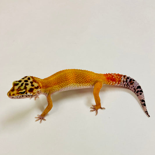 Citrine Leopard Gecko Female 2025-001