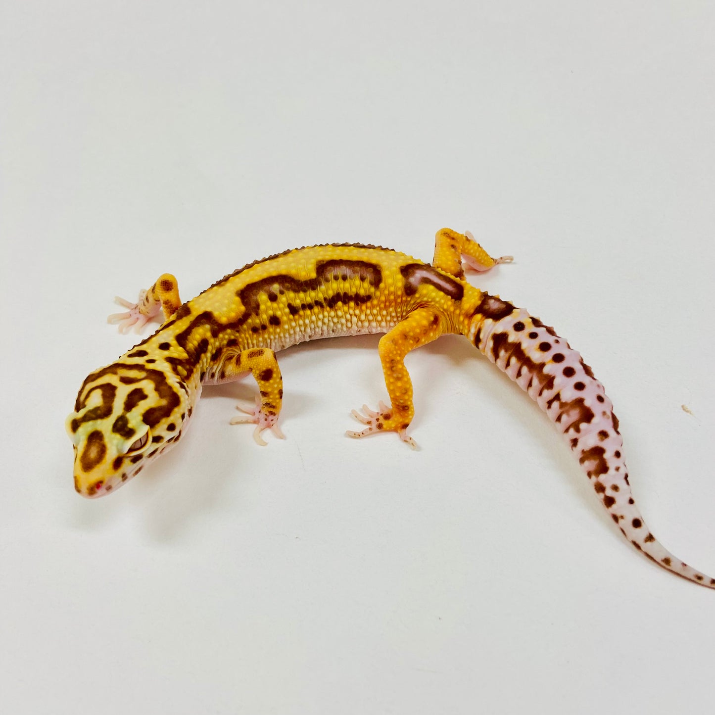 Adult Group 2.5 Bold Bell Eclipse Leopard Gecko LBG-13