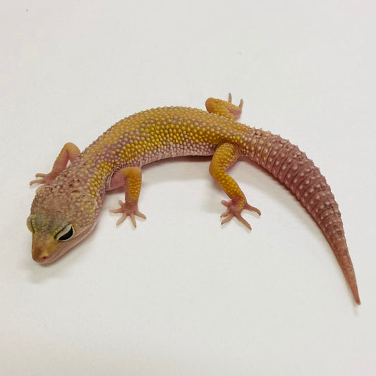 Murphy Patternless Pos MS Leopard Gecko Pos Female 2025-145