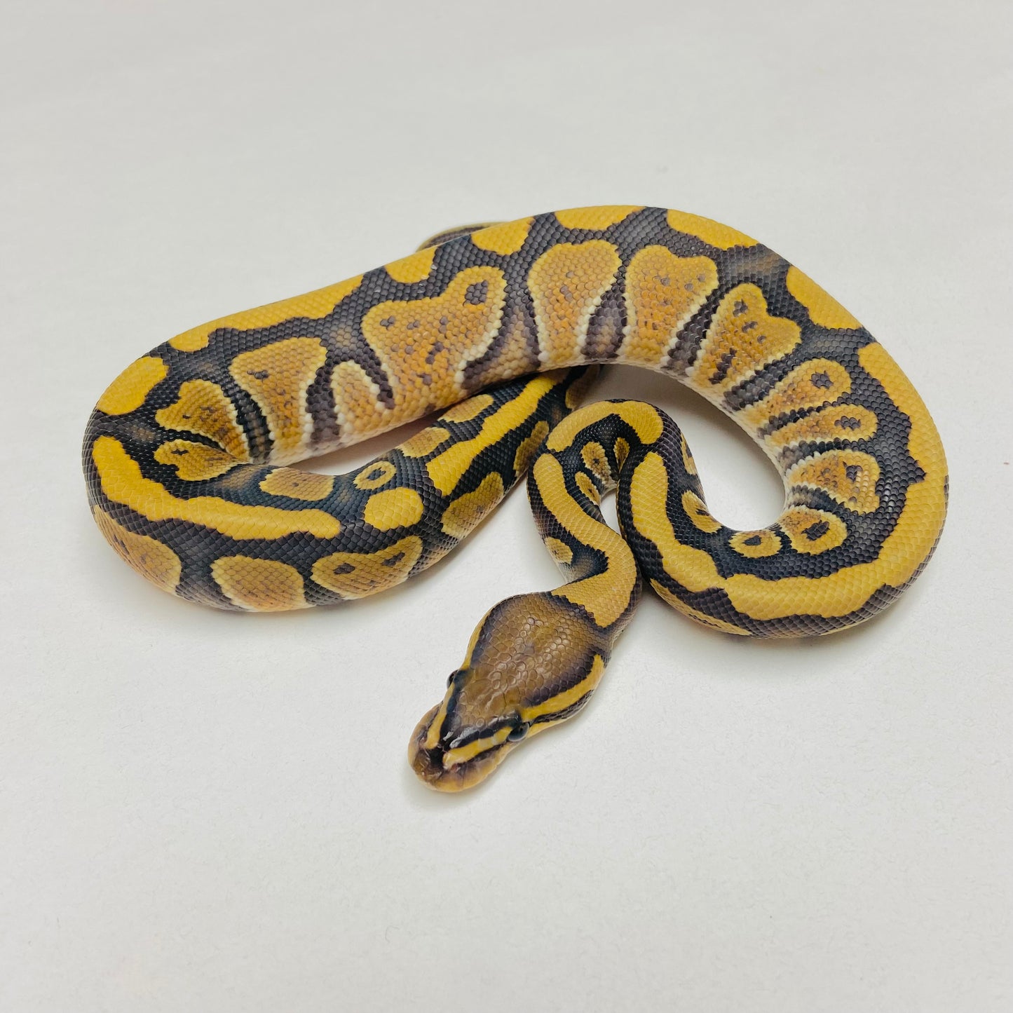 Hypo Het Clown Ball Python Male 2025M03