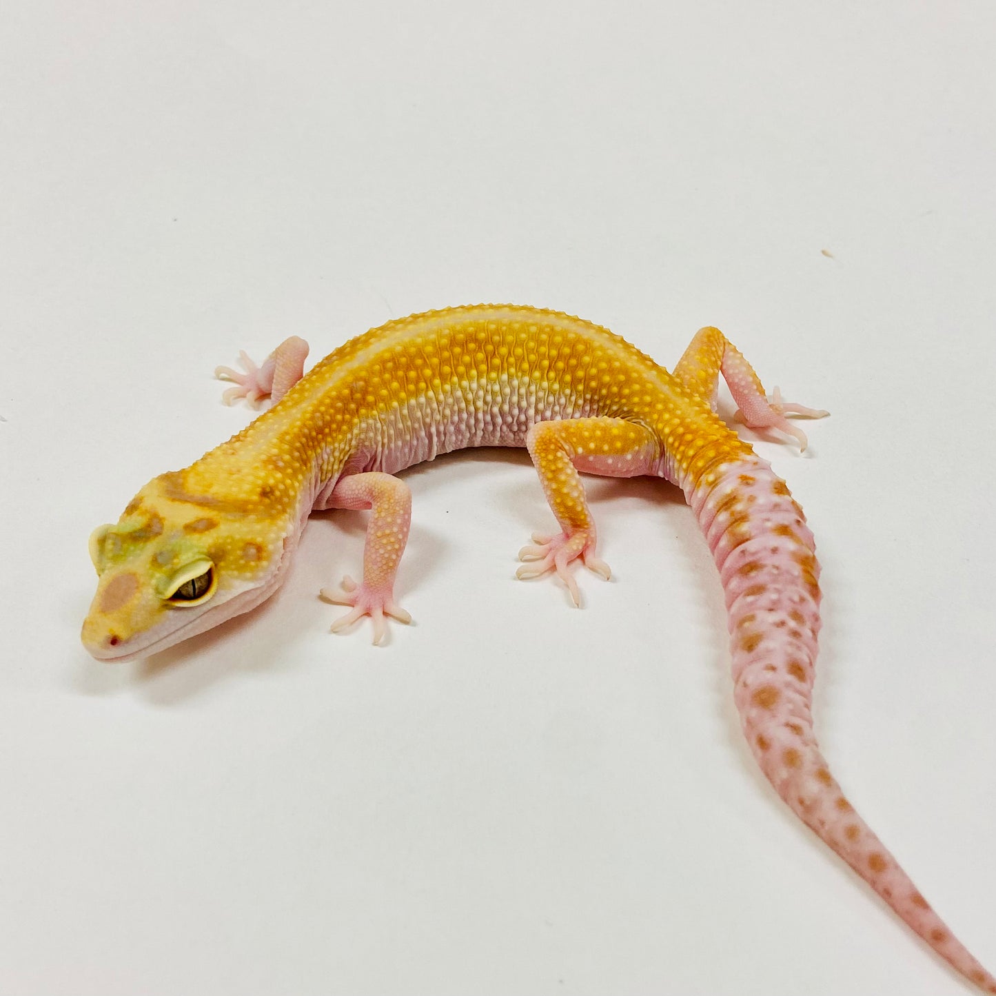 Adult Group 1.4 Tangerine Tremper Leopard Gecko LBG-11