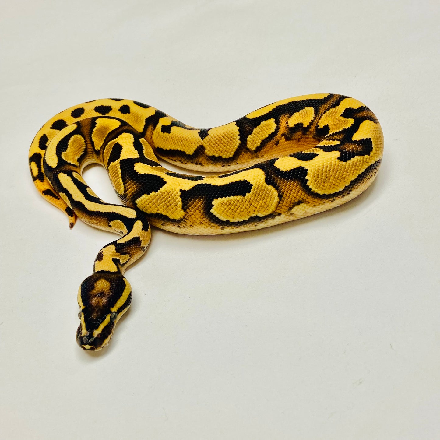 Enchi Leopard Yellowbelly Het Pied Male 2025M01
