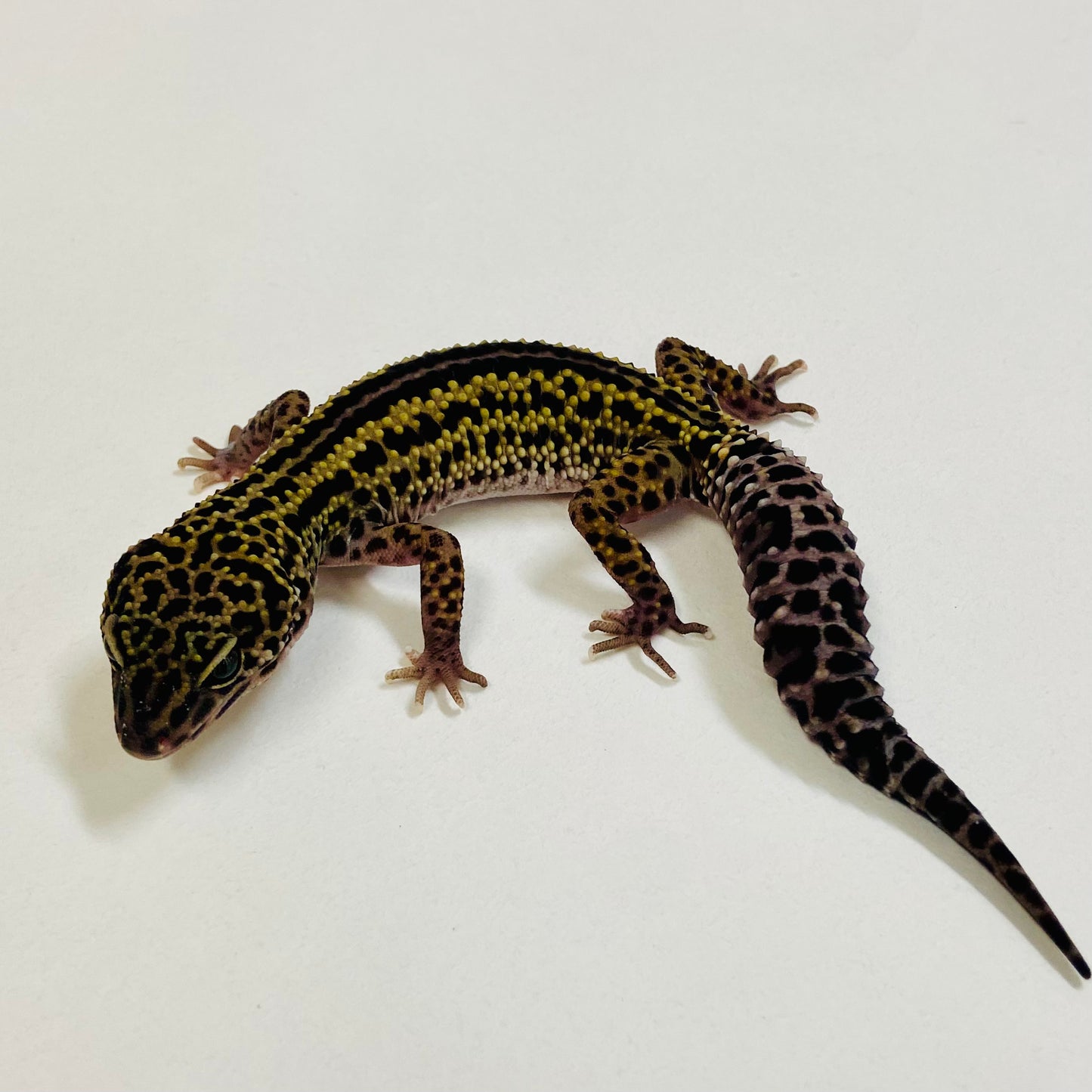 Dark Mack Snow Stripe Male Leopard Gecko 2025-059