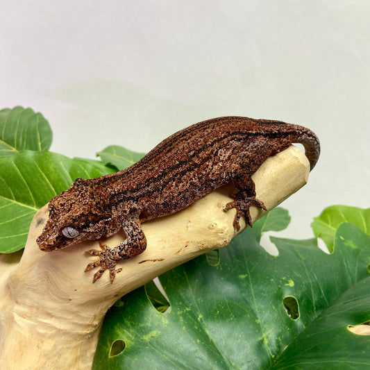 Red Super Stripe Gargoyle Gecko Adult Female GPB09