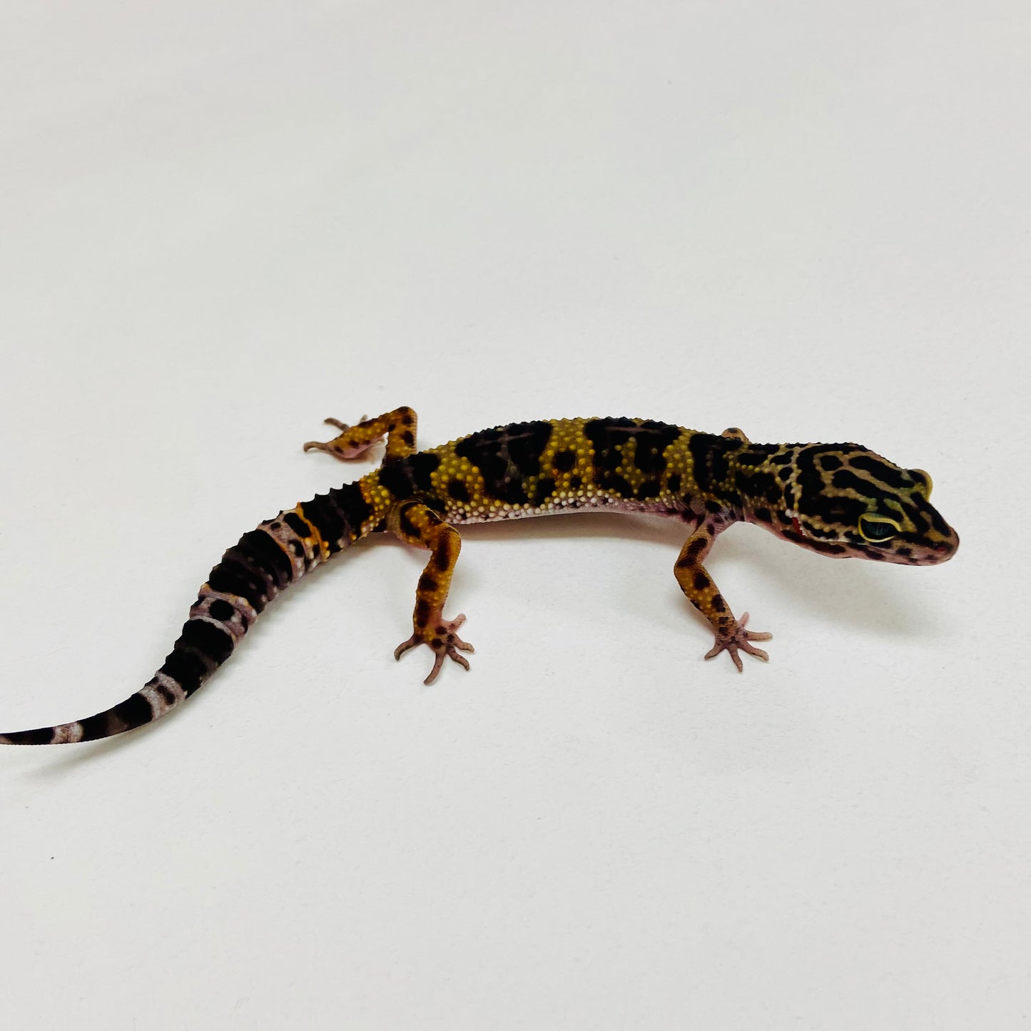 Dark Mack Snow Leopard Gecko 2025-155