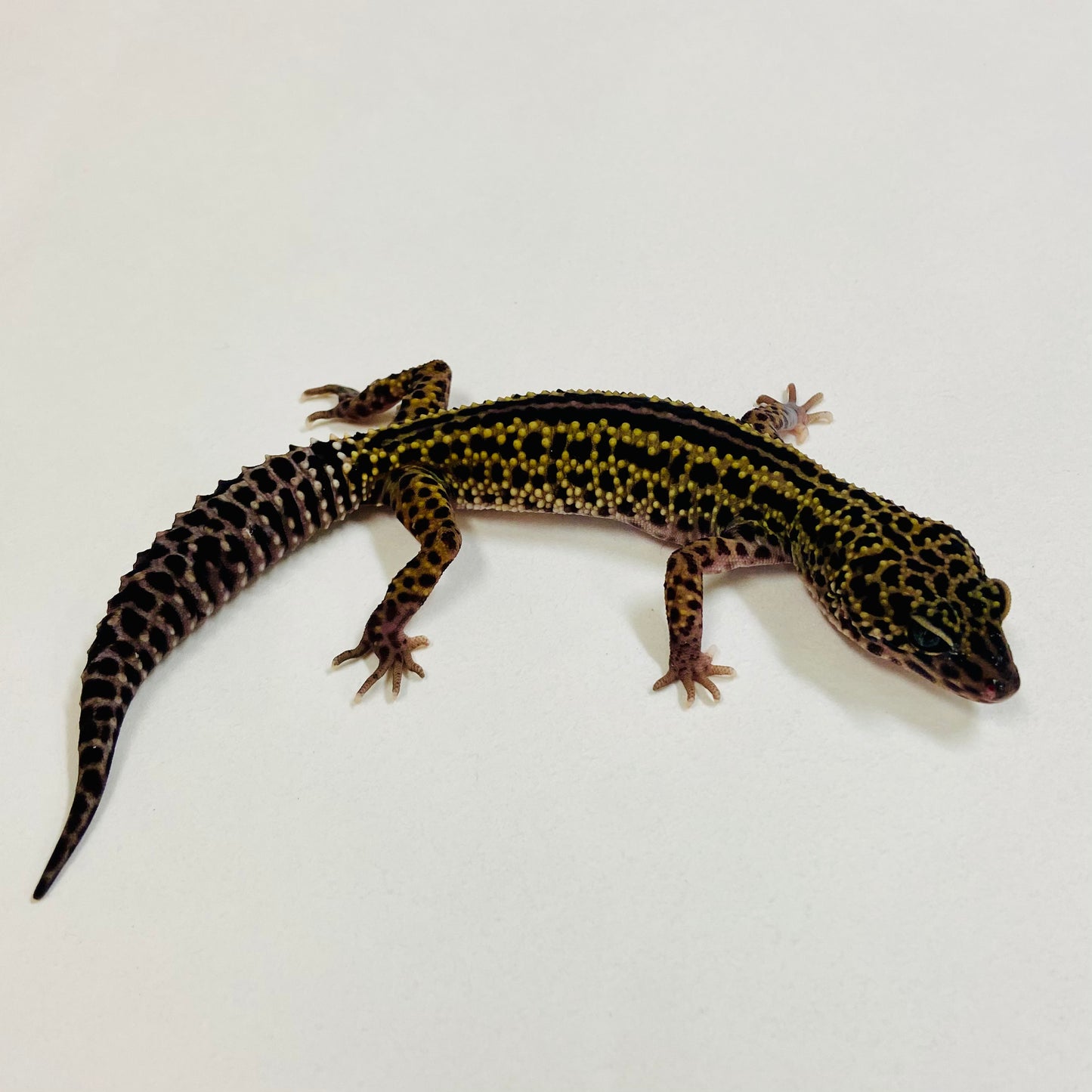 Dark Mack Snow Stripe Male Leopard Gecko 2025-059