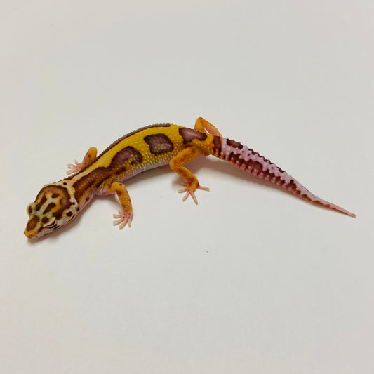 Bold Bell Leopard Gecko Male 2025-022