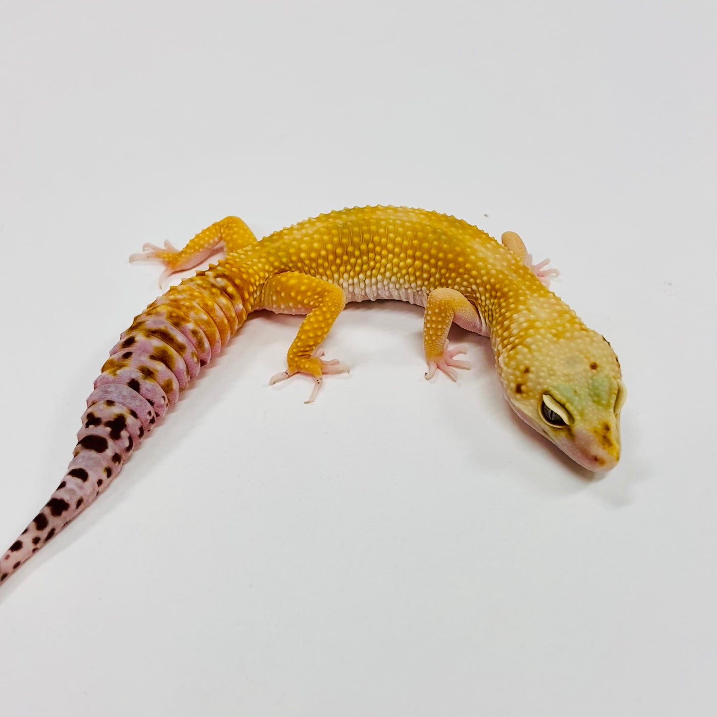 Super Hypo Tangerine Carrot Tail W/Y Leopard Geckos Female F-K3-80420-1