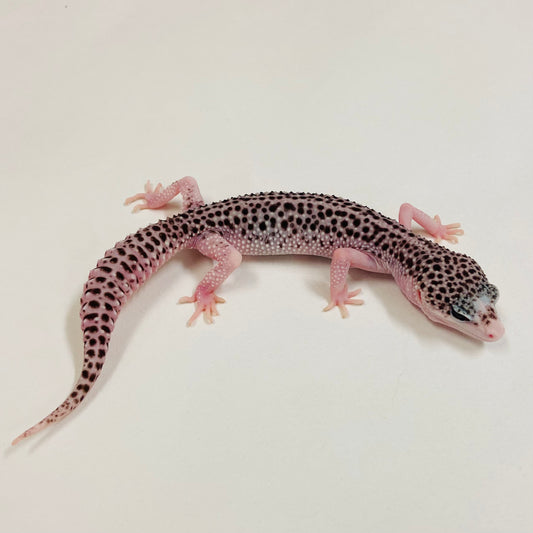 Galaxy Leopard Gecko Pos Female 2025-017