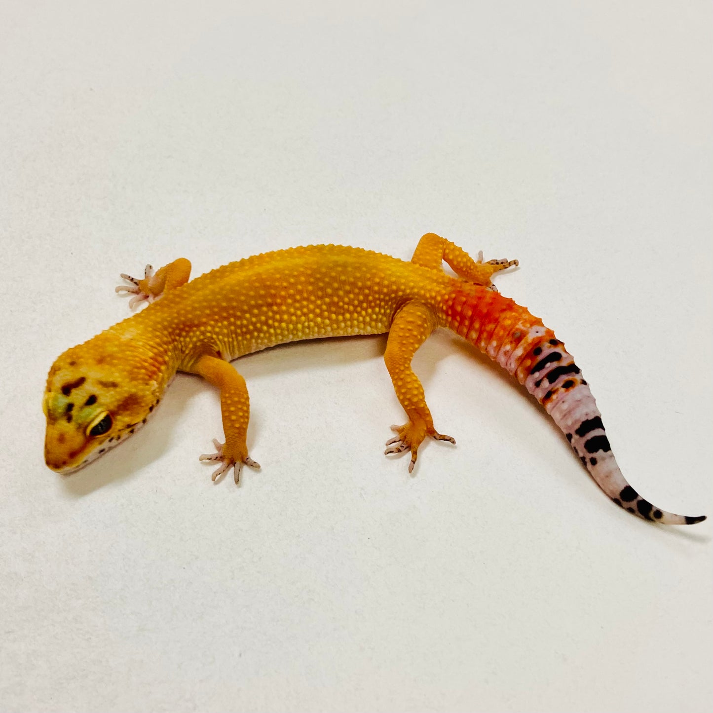 Hypo Tangerine Leopard Gecko Female 2025-204