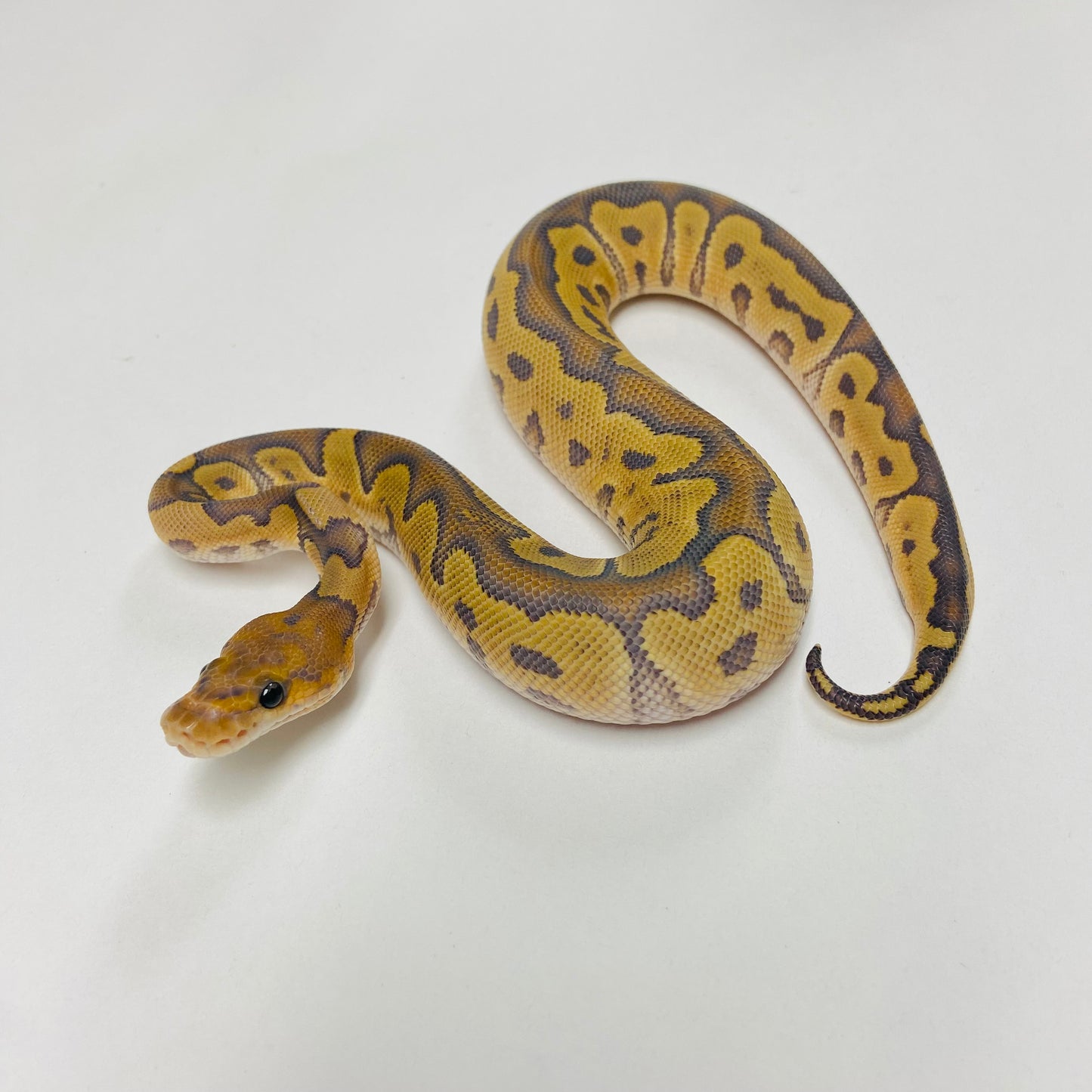 Hypo Clown Ball Python Female 2025F01