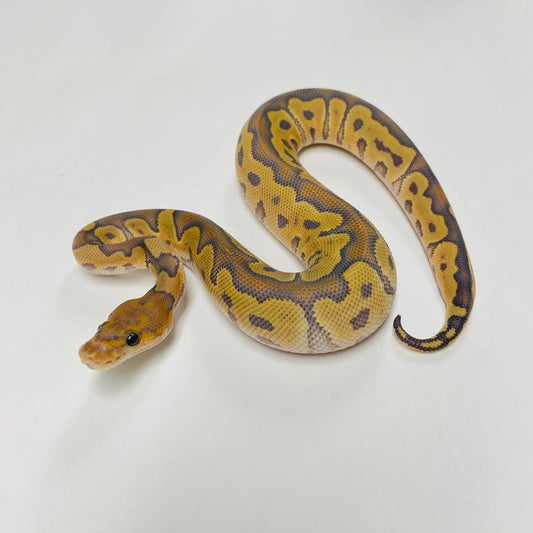 Hypo Clown Ball Python Female 2025F01