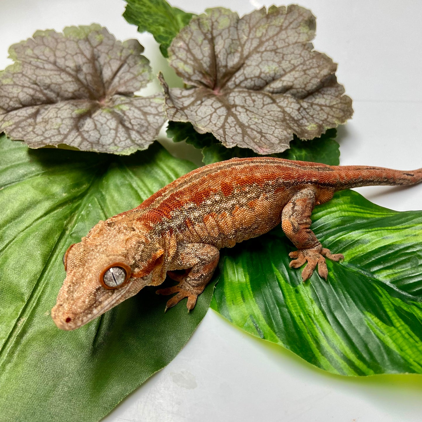 Red Stripe Gargoyle Gecko 2022 Male RB01
