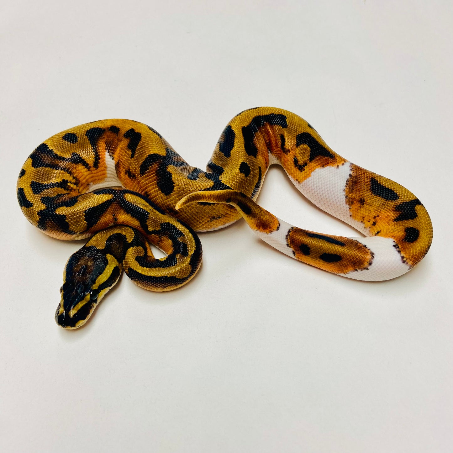 Pied Het Albino Ball Python Female 2025F05