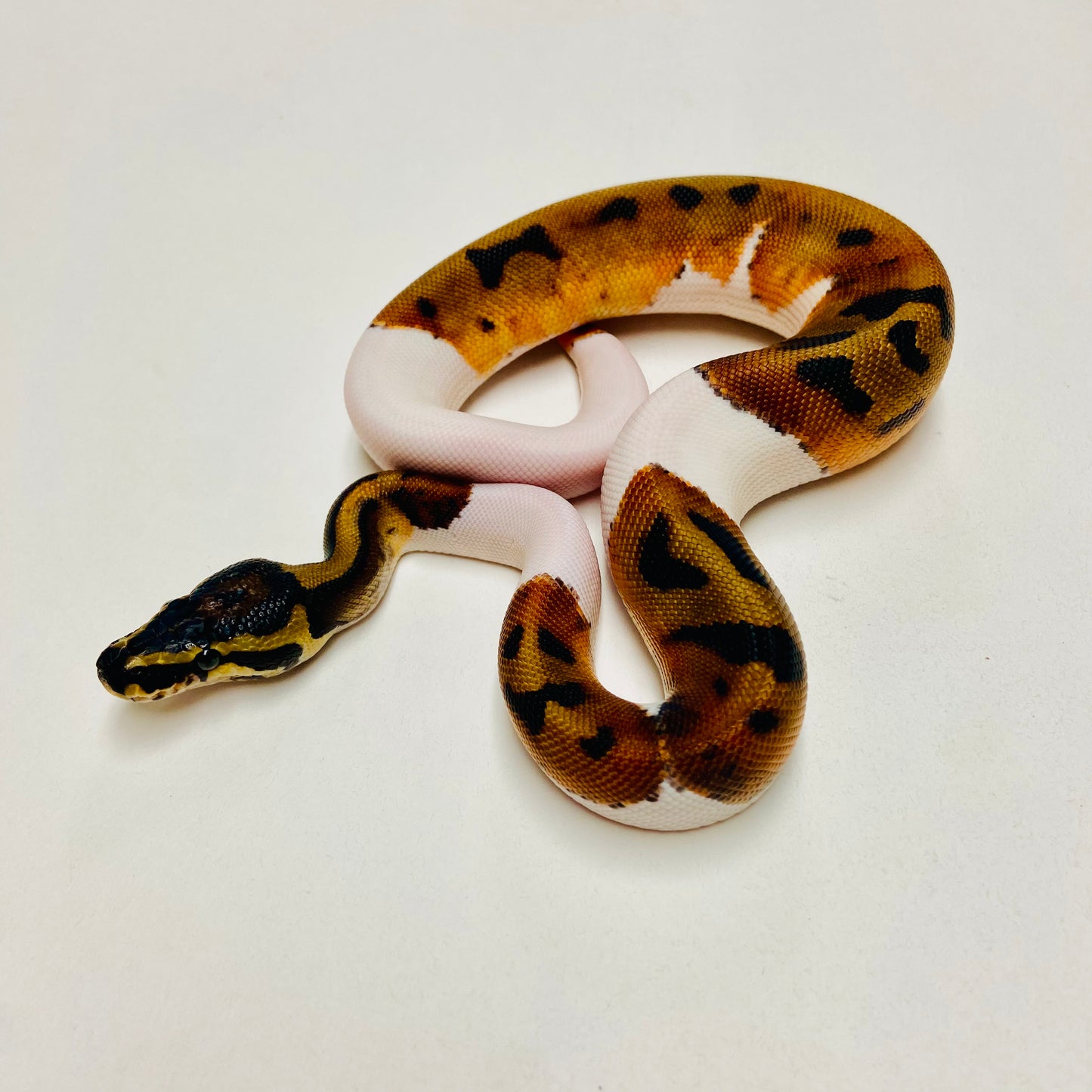 Pied Het Albino Ball Python Male 2025M03