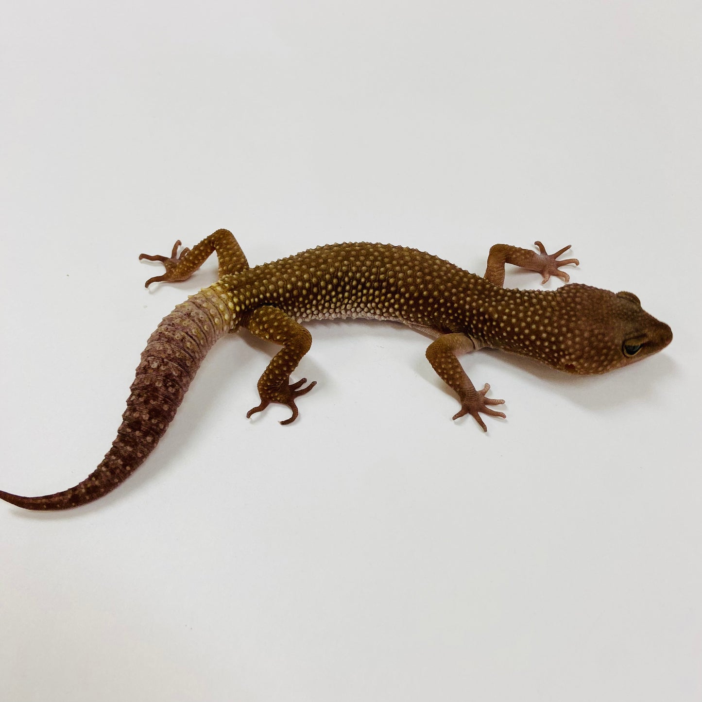 Adult Group 2.4 Dark Murphy Patternless Mack Snow Leopard Gecko LBG-04