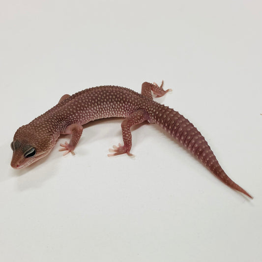 Super Snow Murphy Patternless Leopard Gecko Male F-C2-81524-2