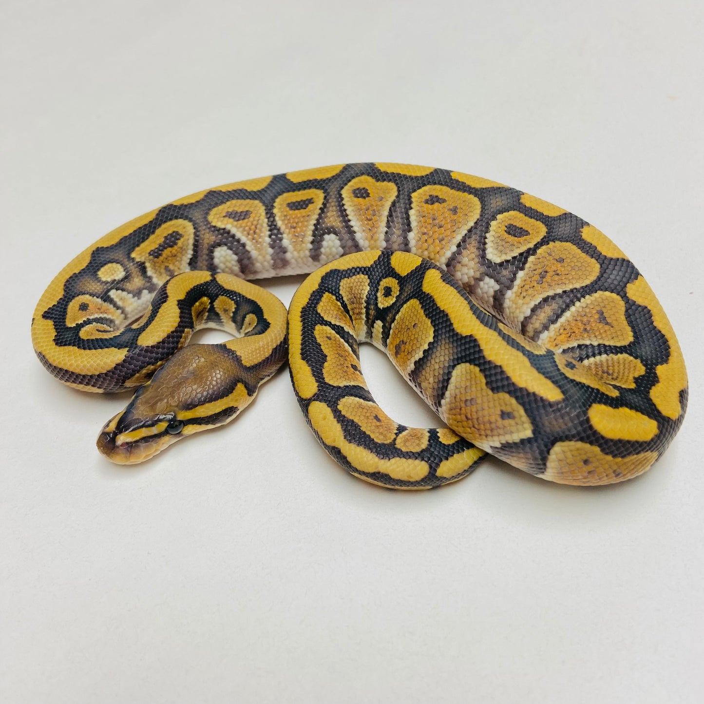 Hypo Het Clown Ball Python Male 2025M03