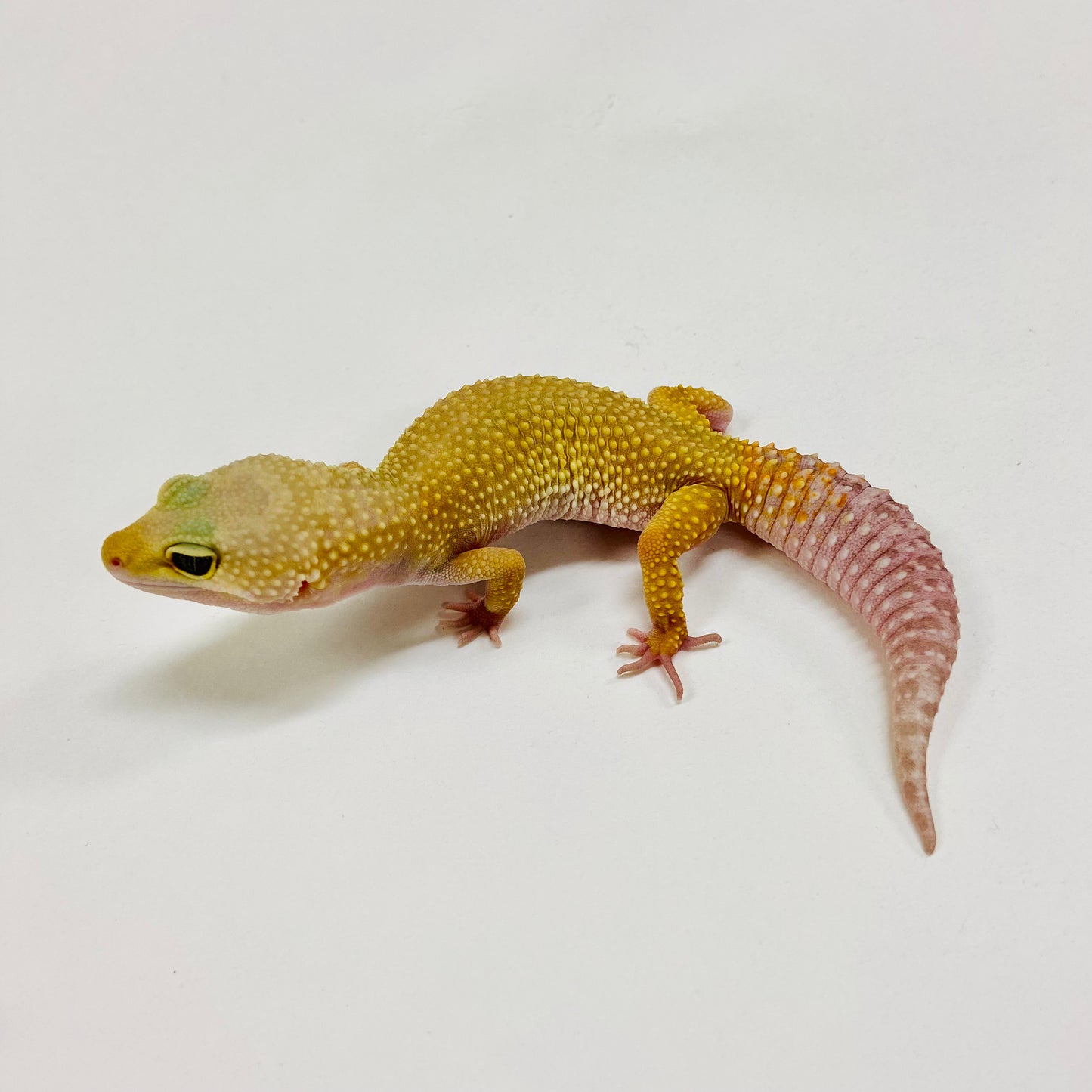 Dark Murphy Patternless Leopard Gecko Female H-C1-82423-1