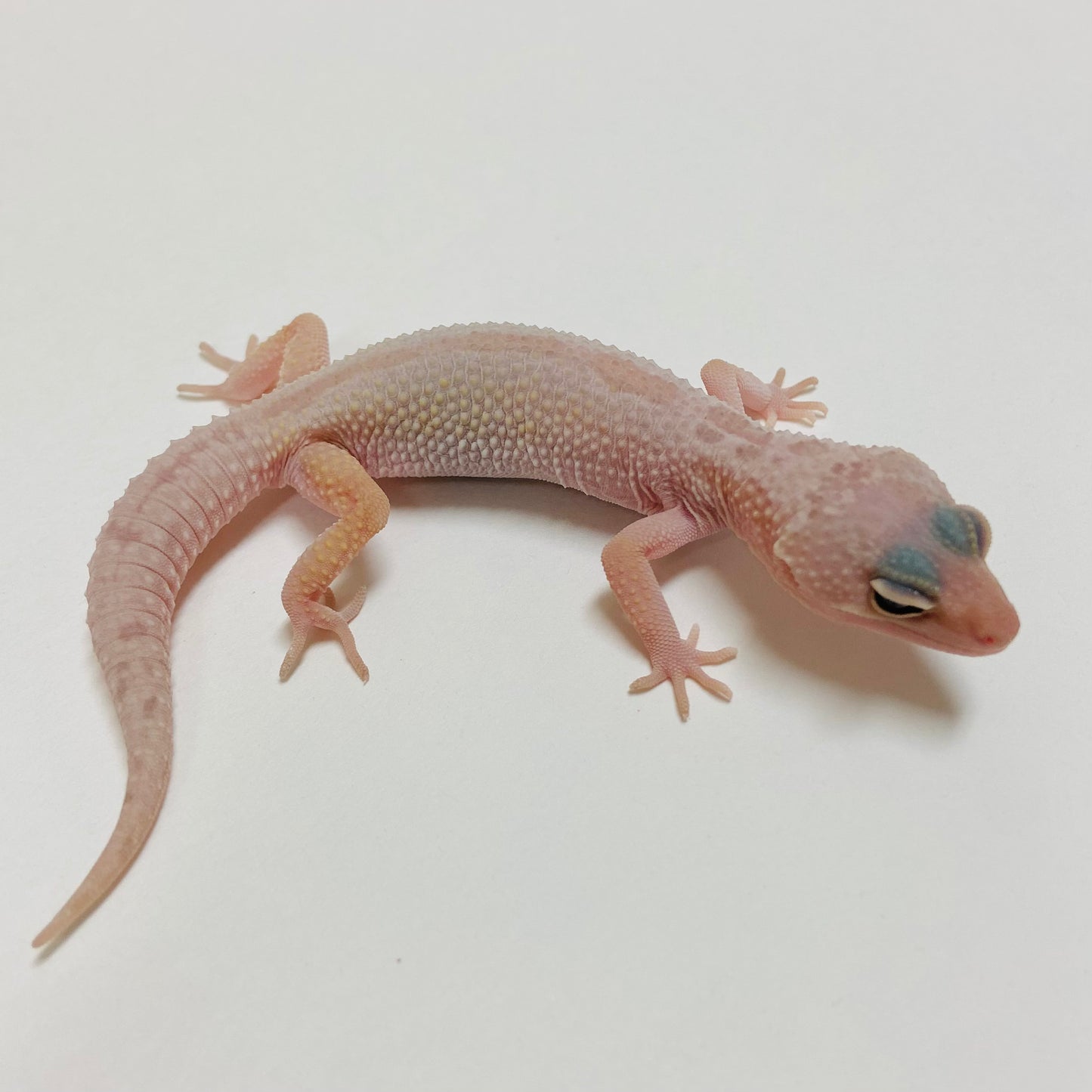 Murphy Patternless Pos MS Leopard Gecko Male 2025-036