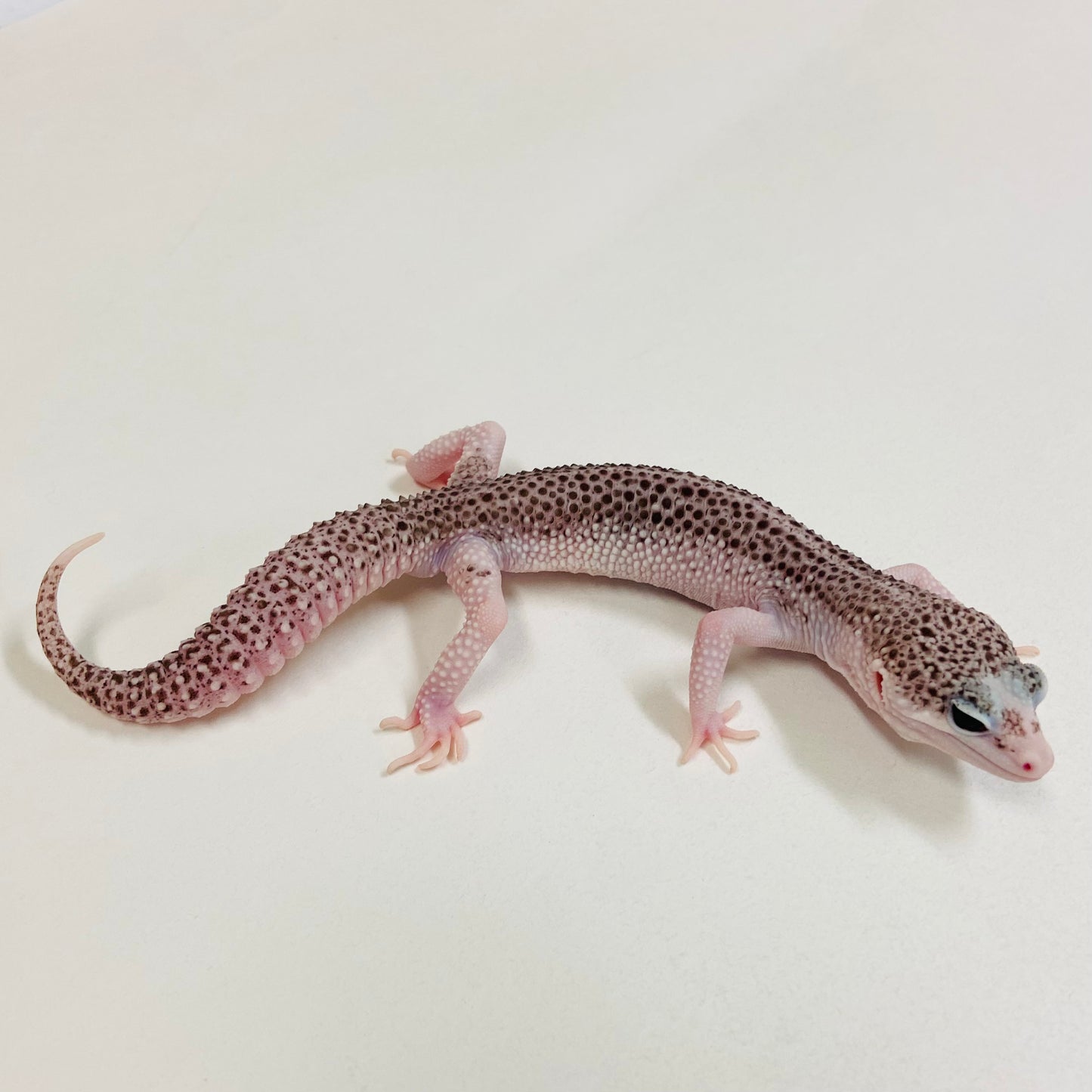 Universe Leopard Gecko Male 2025-178