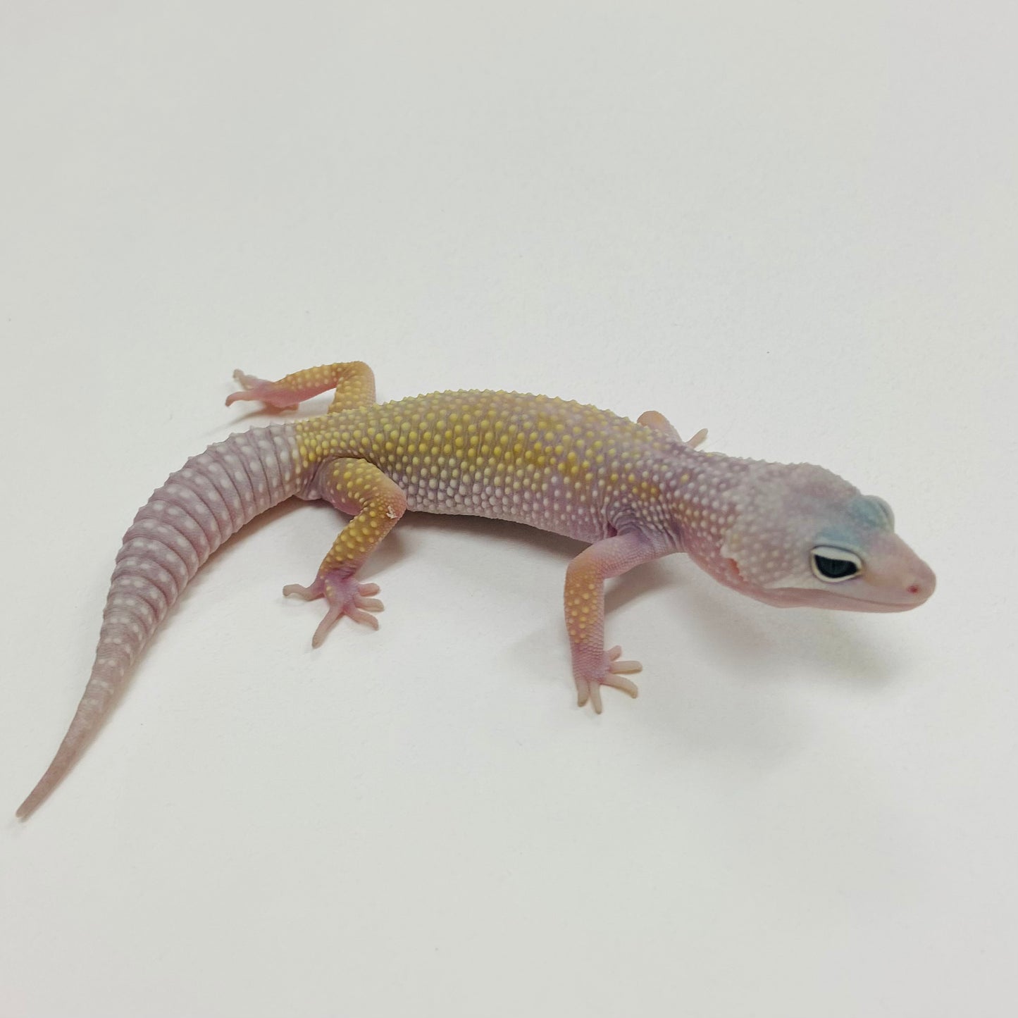 Murphy Patternless Leopard Gecko Male 2025-133