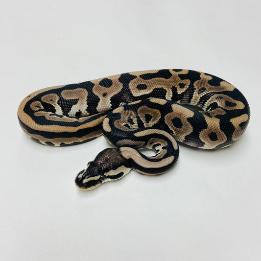 Lori Leopard Ball Python Male 2025M04