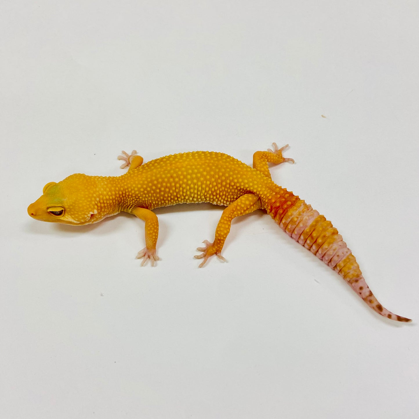 Adult Group 1.4 Sunglow Tremper Eclipse Leopard Gecko LBG-10