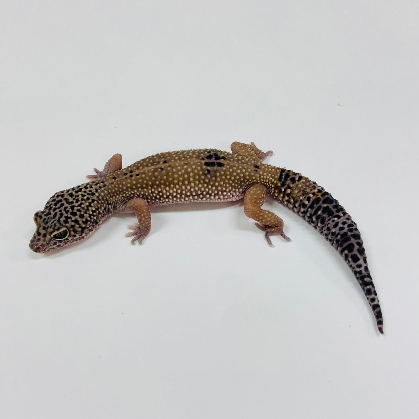 Adult Group 1.4 Dark Mack Snow Eclipse Leopard Gecko LBG-14