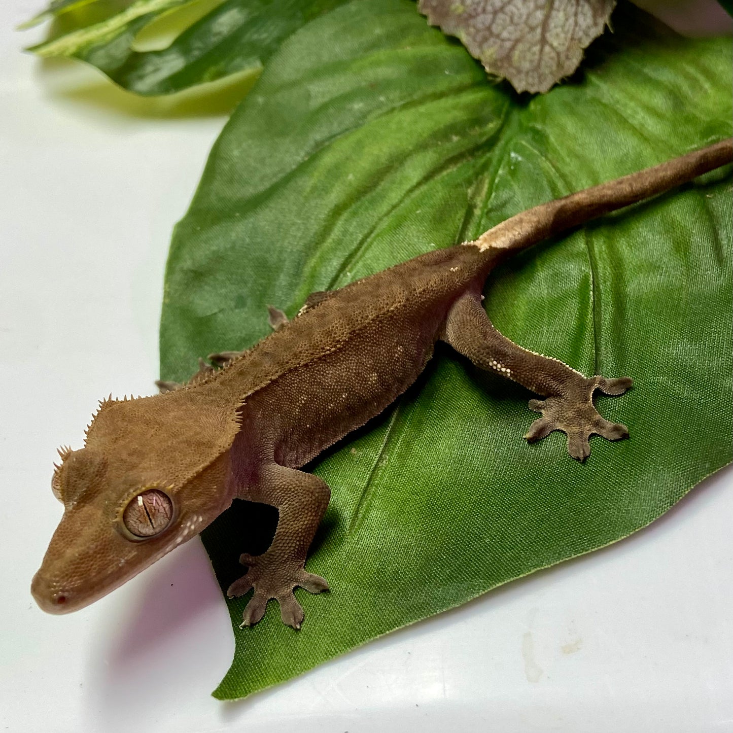 Phantom Crested Gecko 2024 Unsexed 10224-2