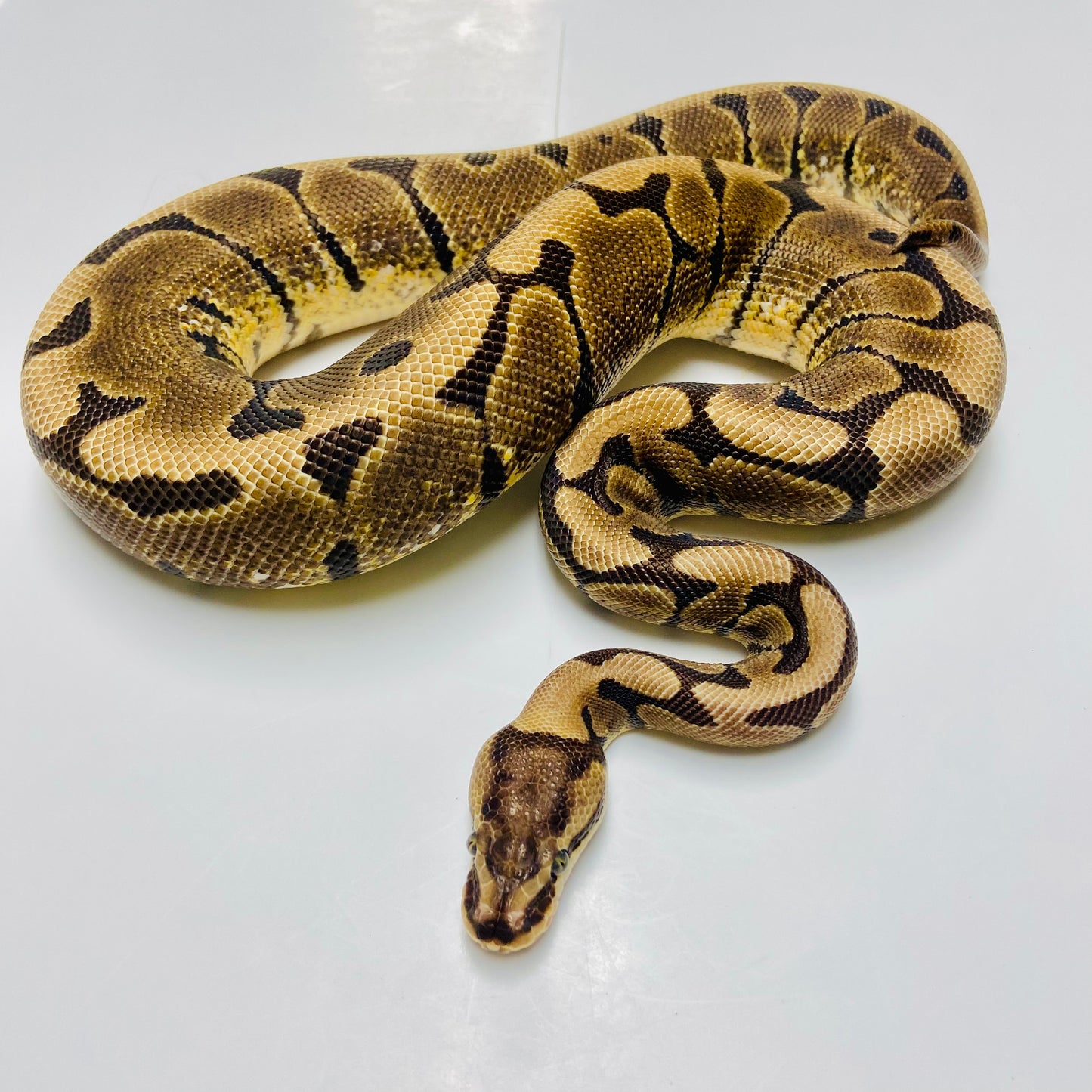 Woma Ball Python Female 2023-23