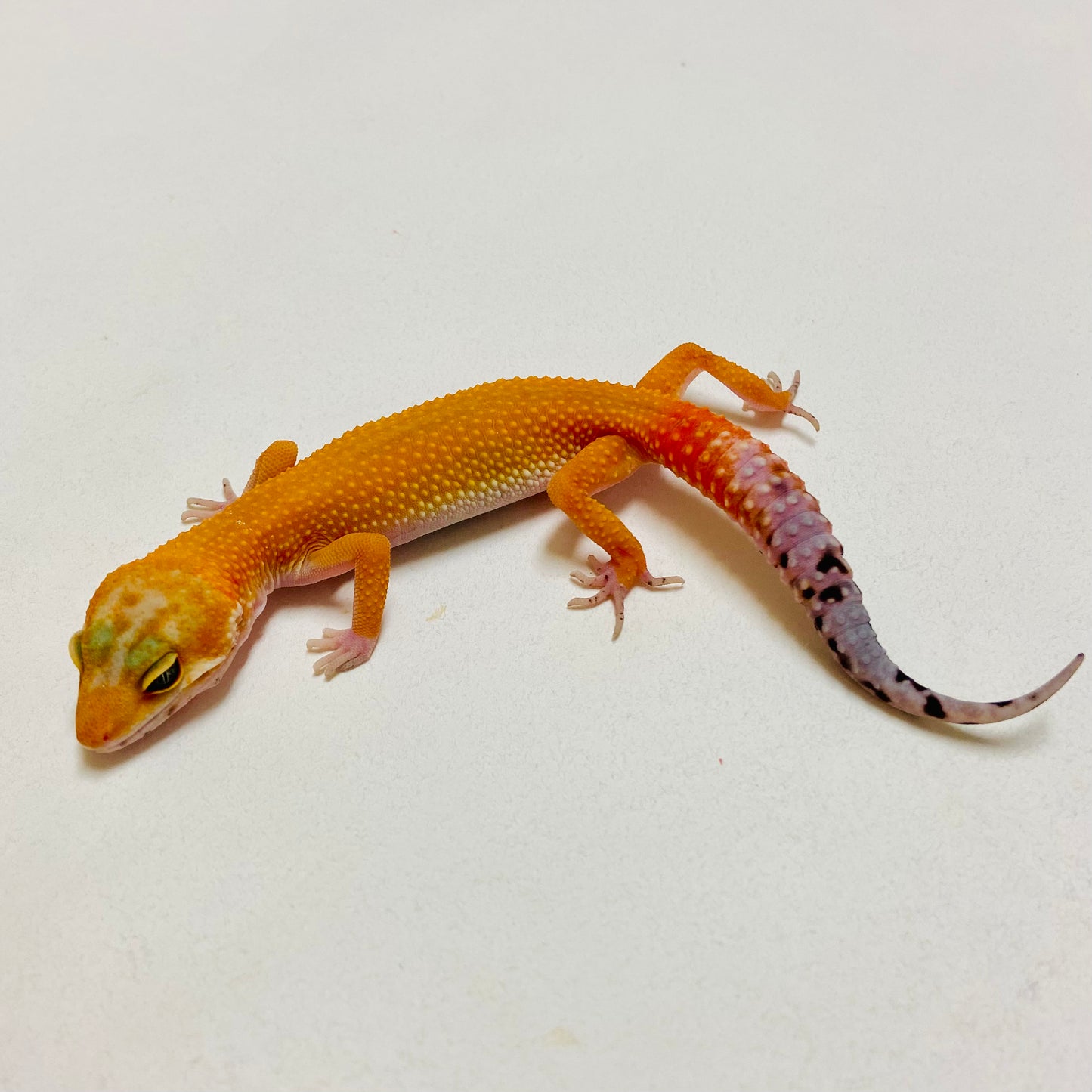 Super Hypo Blood Tangerine Carrot Tail Leopard Gecko 2025-004