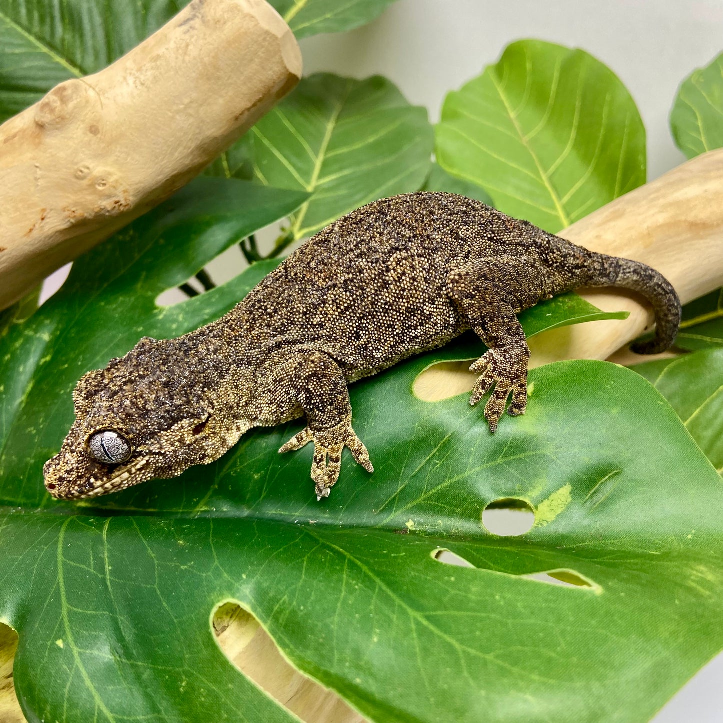 Orange Blotch Reticulated Gargoyle Gecko Adult Female GPB21