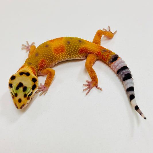 Citrine Leopard Gecko 2025-054