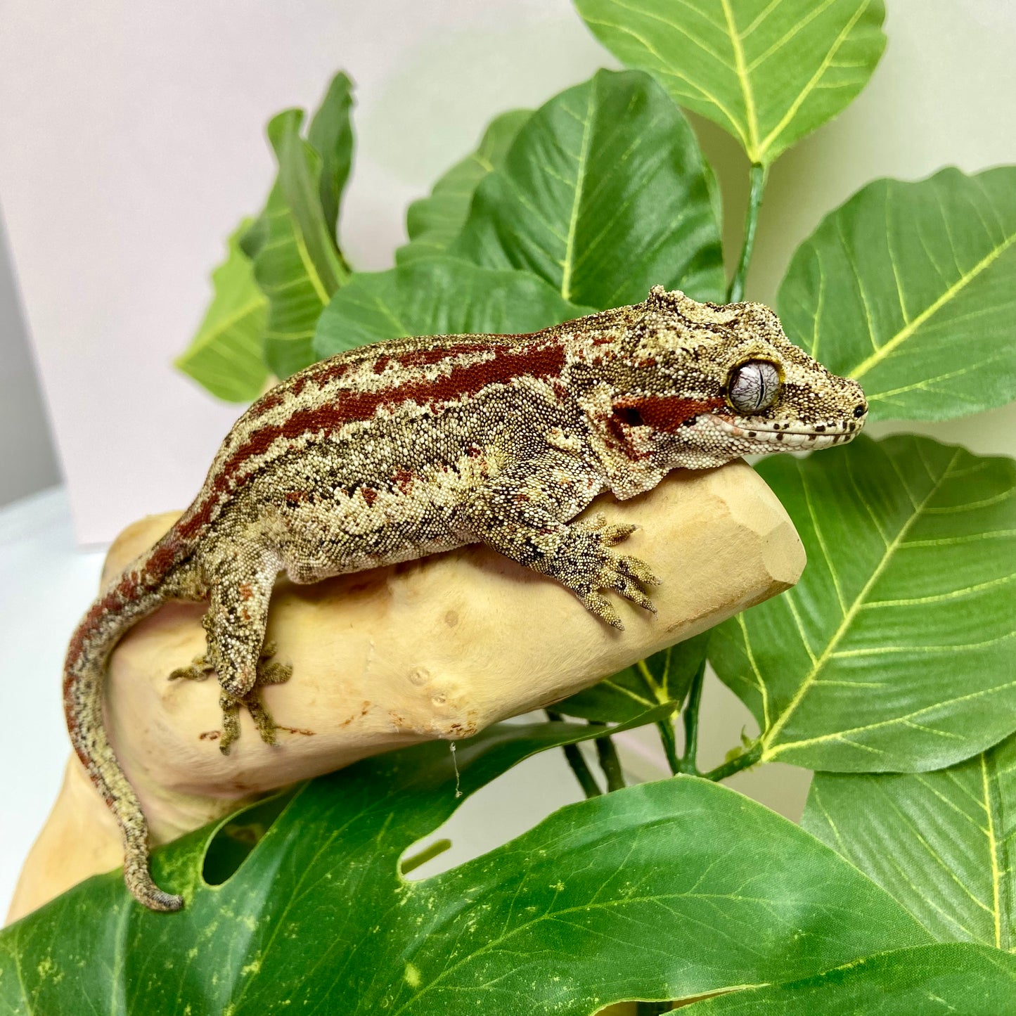 Red Stripe Gargoyle Gecko Adult Female GPB27