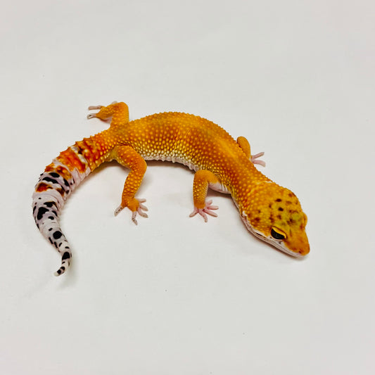 Hypo Tangerine Carrot Tail Leopard Gecko Male B-A3-90324-1